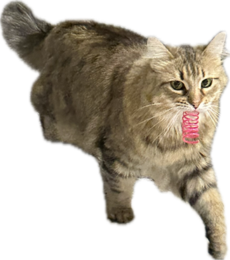 Cleo carrying her favorite toy.